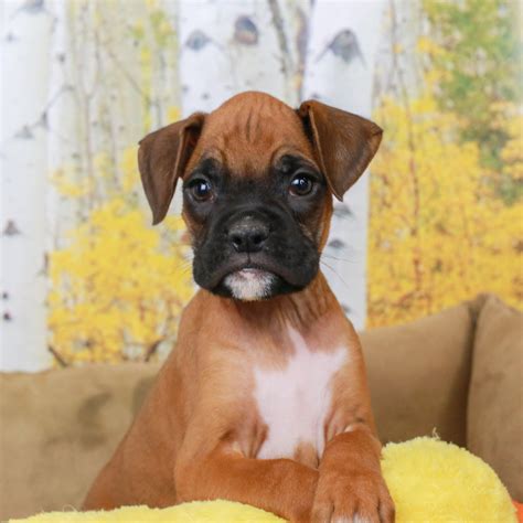 boxer breeders arizona|boxer puppies craigslist arizona.